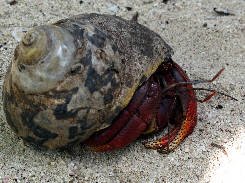 IMG_0261 (1) IMG_0261 (1)